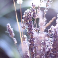 【男性向け】アロマの香りでリラックスしよう！おすすめの香り5選